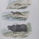 Poster - old zoological engraving - souslik/mongoose/cow (mid 19th century)