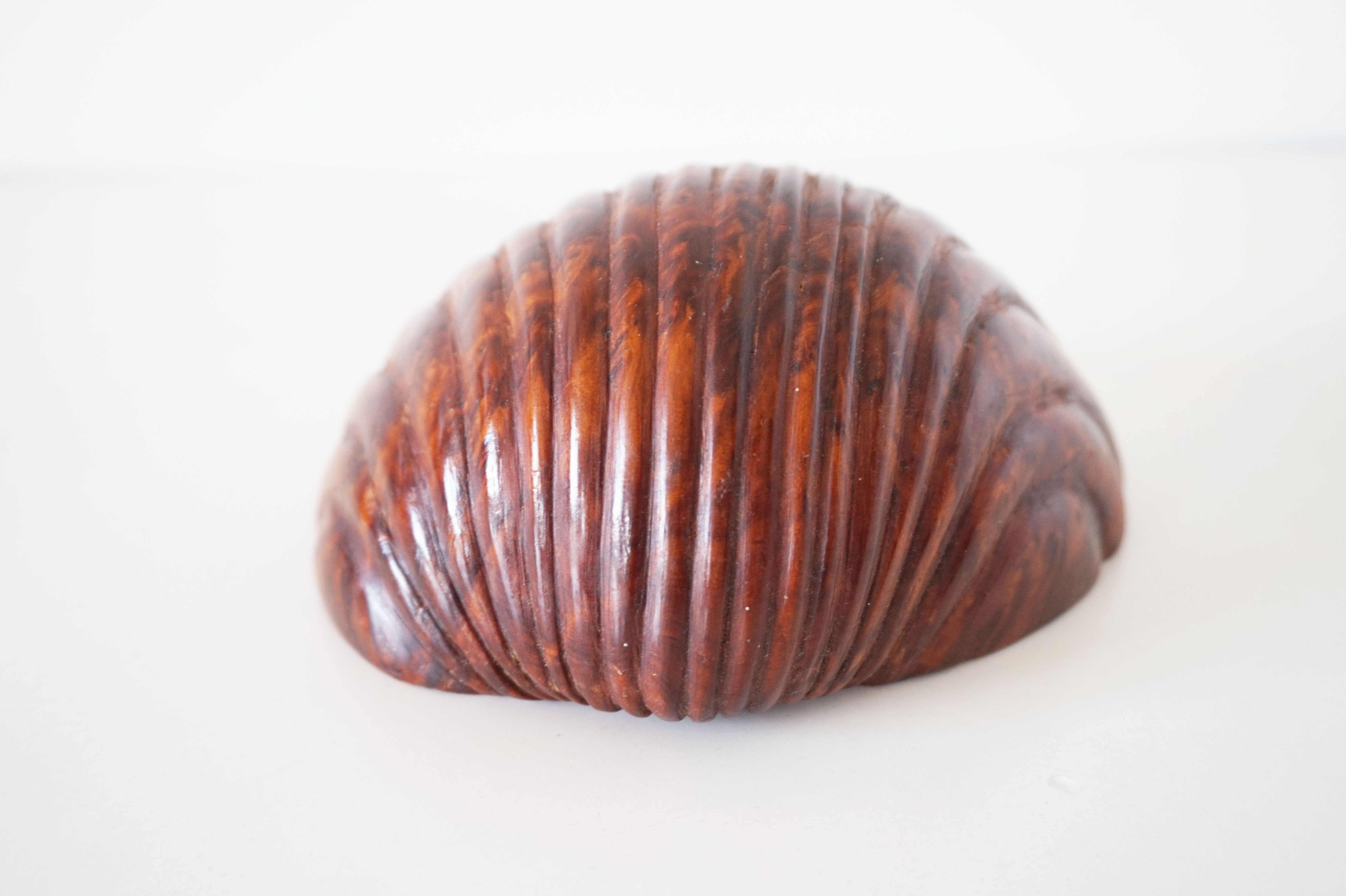 Empty cup shell pocket in elm magnifying glass