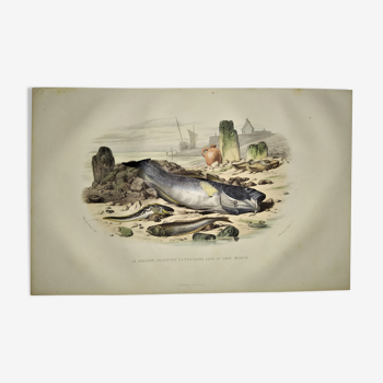 Original zoological plate of 1839 " blennie ovovoparous