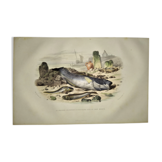 Original zoological plate of 1839 " blennie ovovoparous