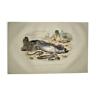 Planche zoologique originale de 1839 " blennie ovovopare