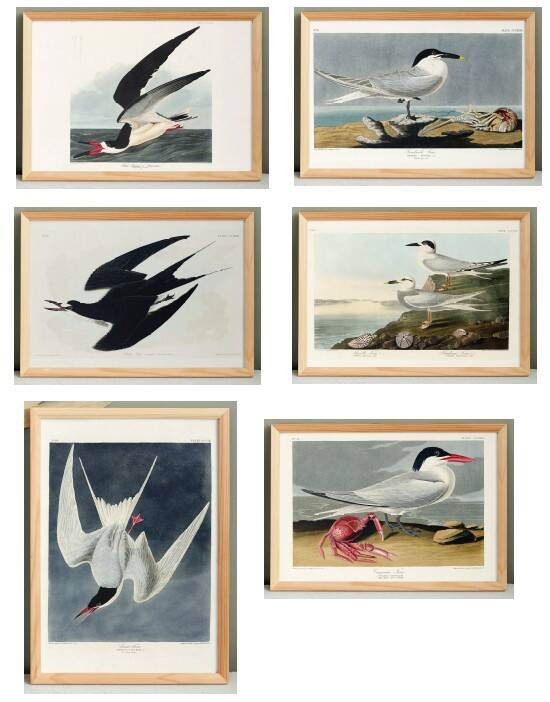 Set of 6 posters on terns