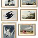 Set of 6 posters on terns