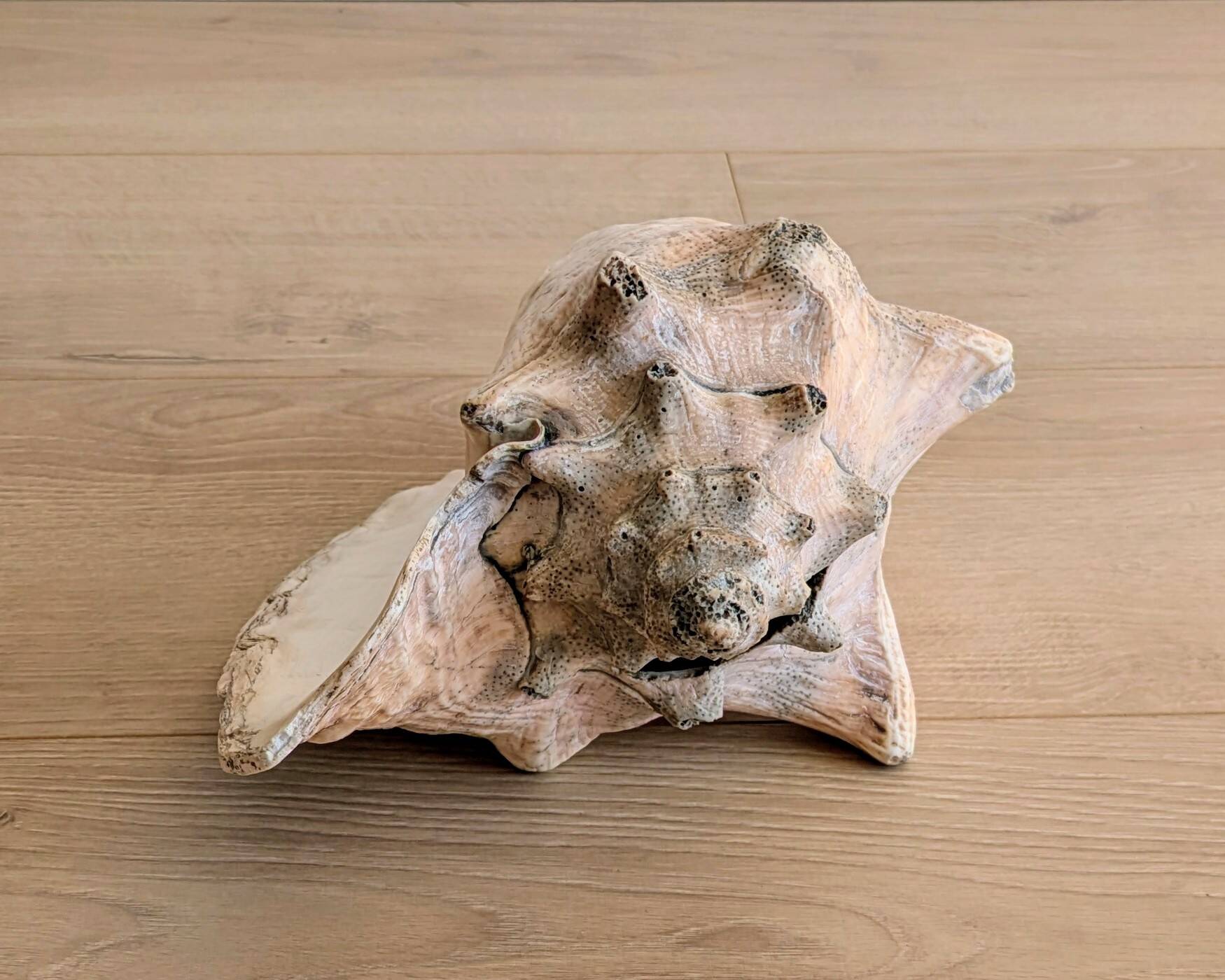 Conch Marine shell - Strombus alatus 26 cm 1.6 kg