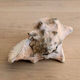 Conch Marine shell - Strombus alatus 26 cm 1.6 kg