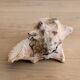 Conch Marine shell - Strombus alatus 26 cm 1.6 kg