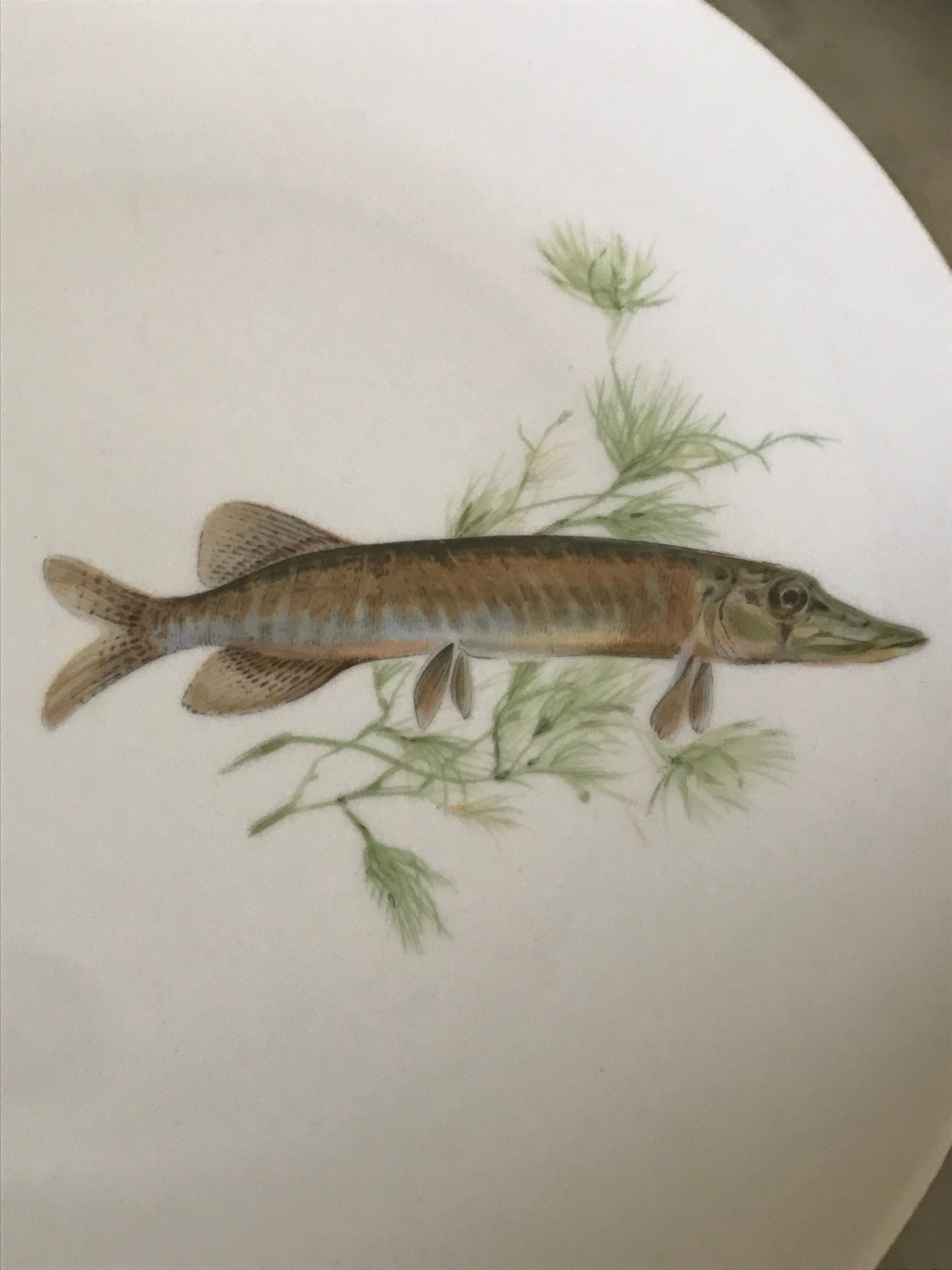 12 assiettes en porcelaine