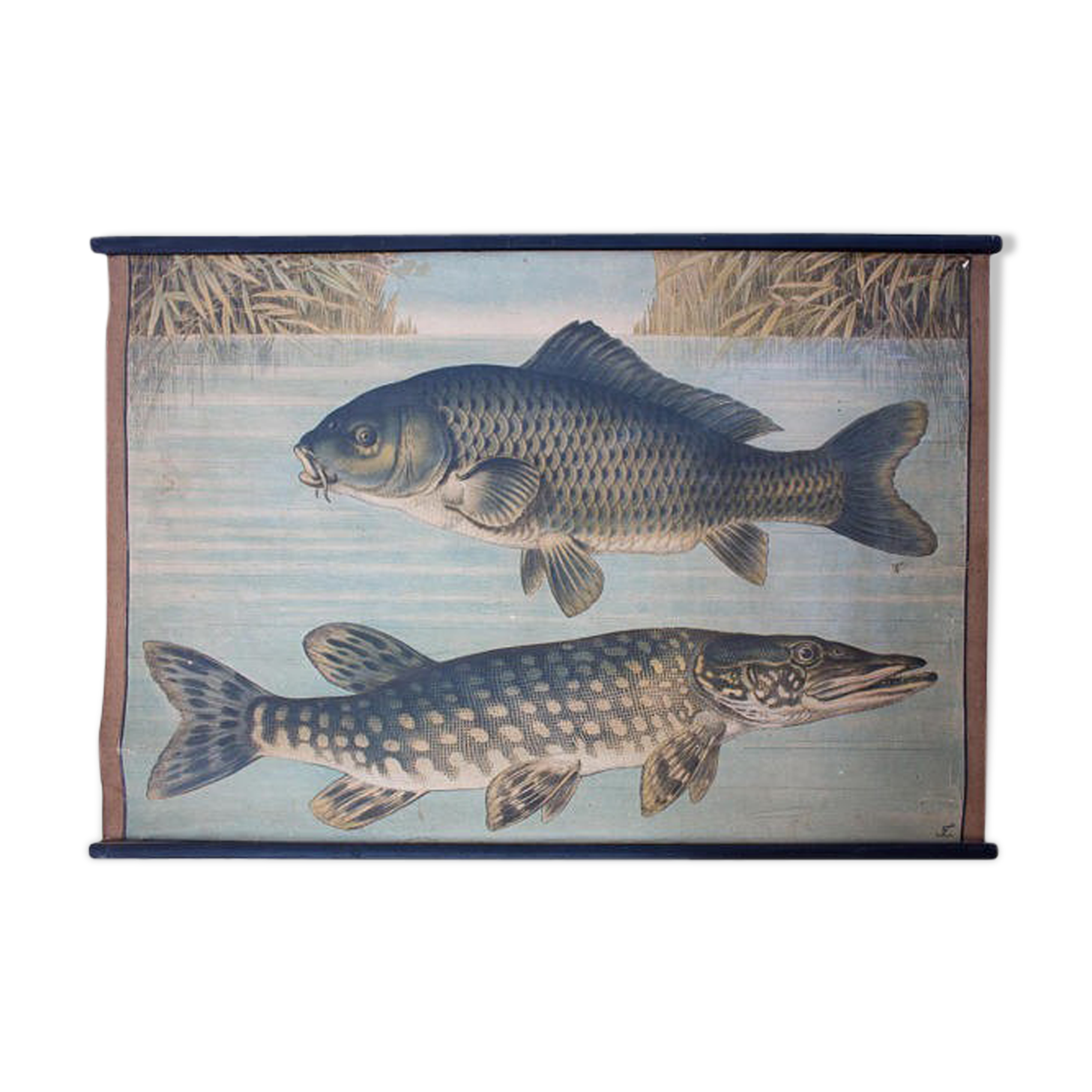 Educational poster, luce, carp, lithograph, Karl Jansky, Böhmen, 1897