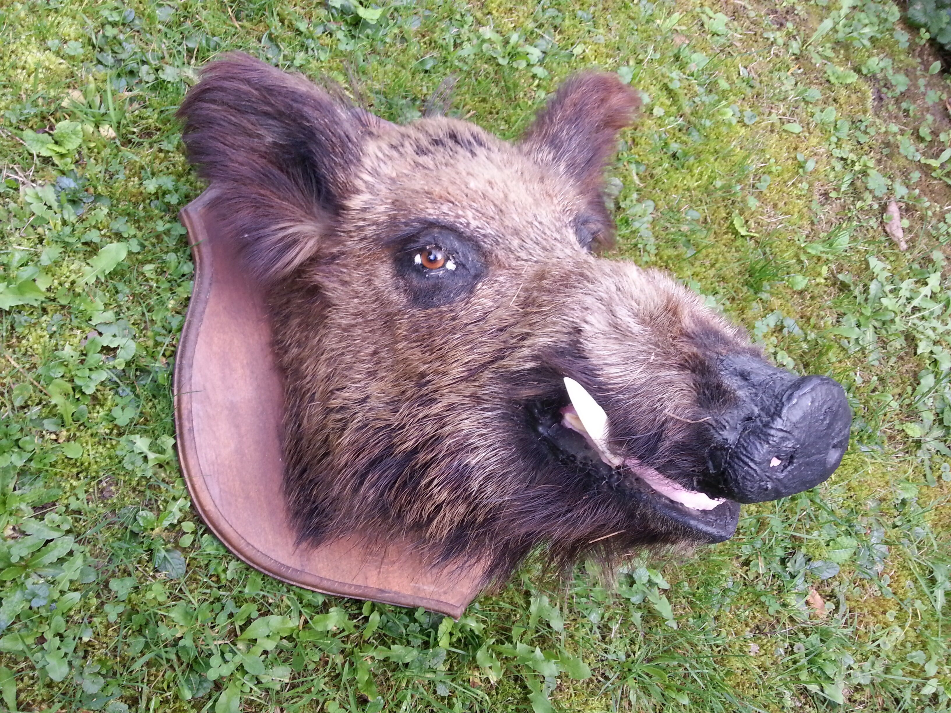 Hunting trophy boar for cabinet of curiosity's head
