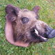 Hunting trophy boar for cabinet of curiosity's head