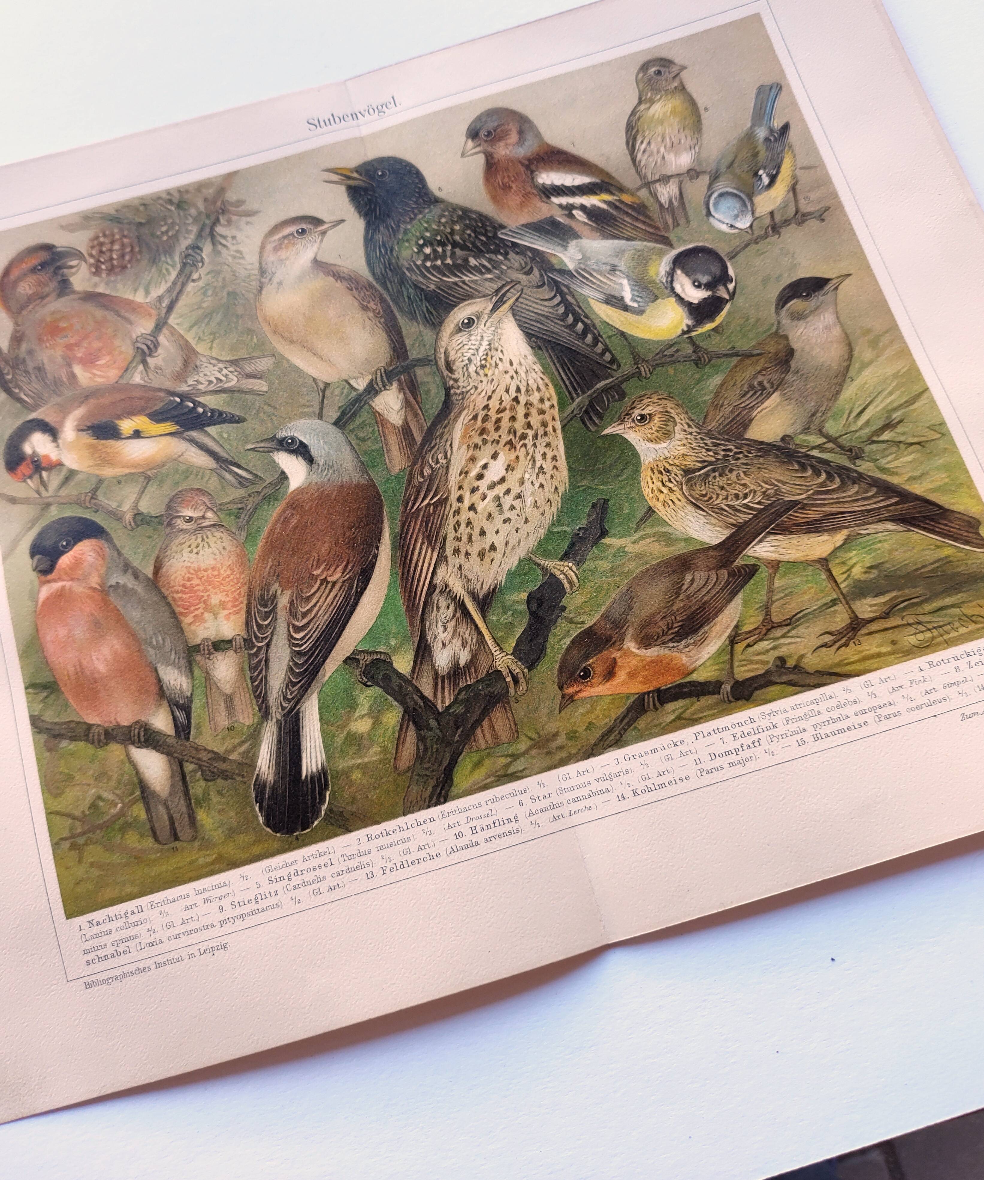Zoological engraving from 1909 - Garden birds - Old German print