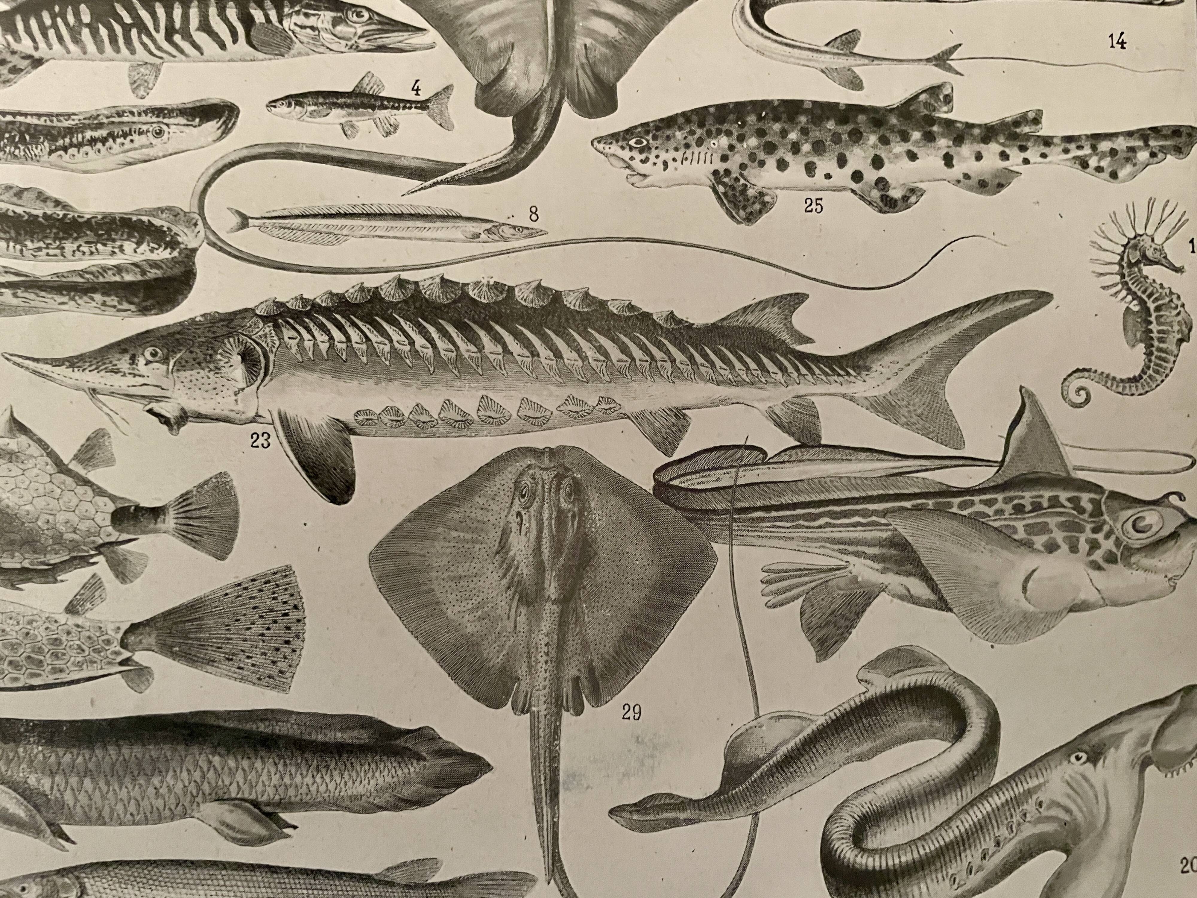 Lithographie sur les poissons - 1930