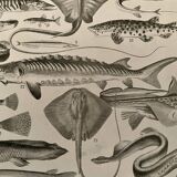 Lithograph on fish - 1930