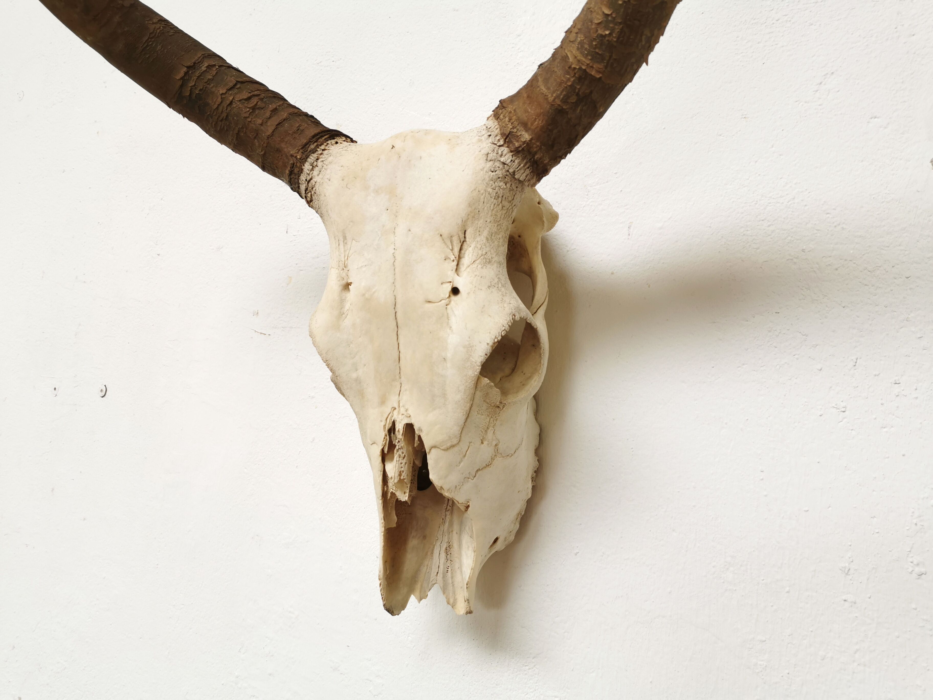 Zebu head hunting trophy massacre