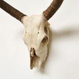 Zebu head hunting trophy massacre