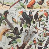Zoological poster Birds - Vintage print 1912