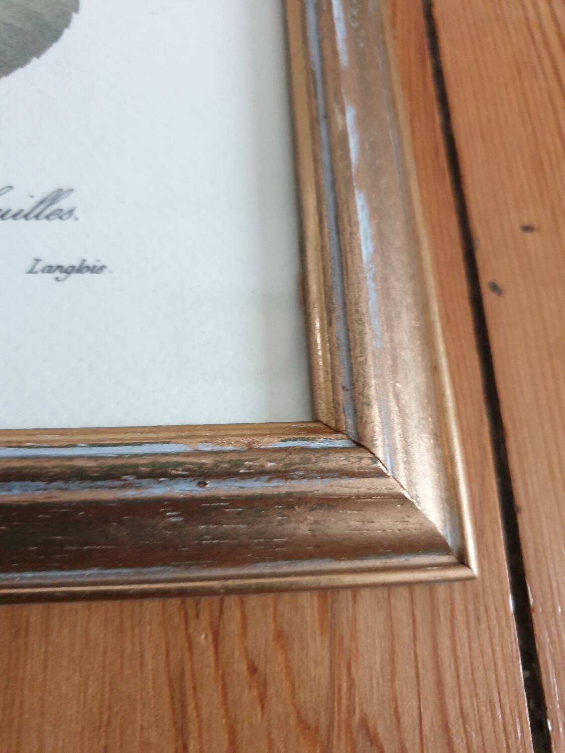 Redouté rose botanical plate framed