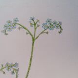 Dessin botanique myosotis