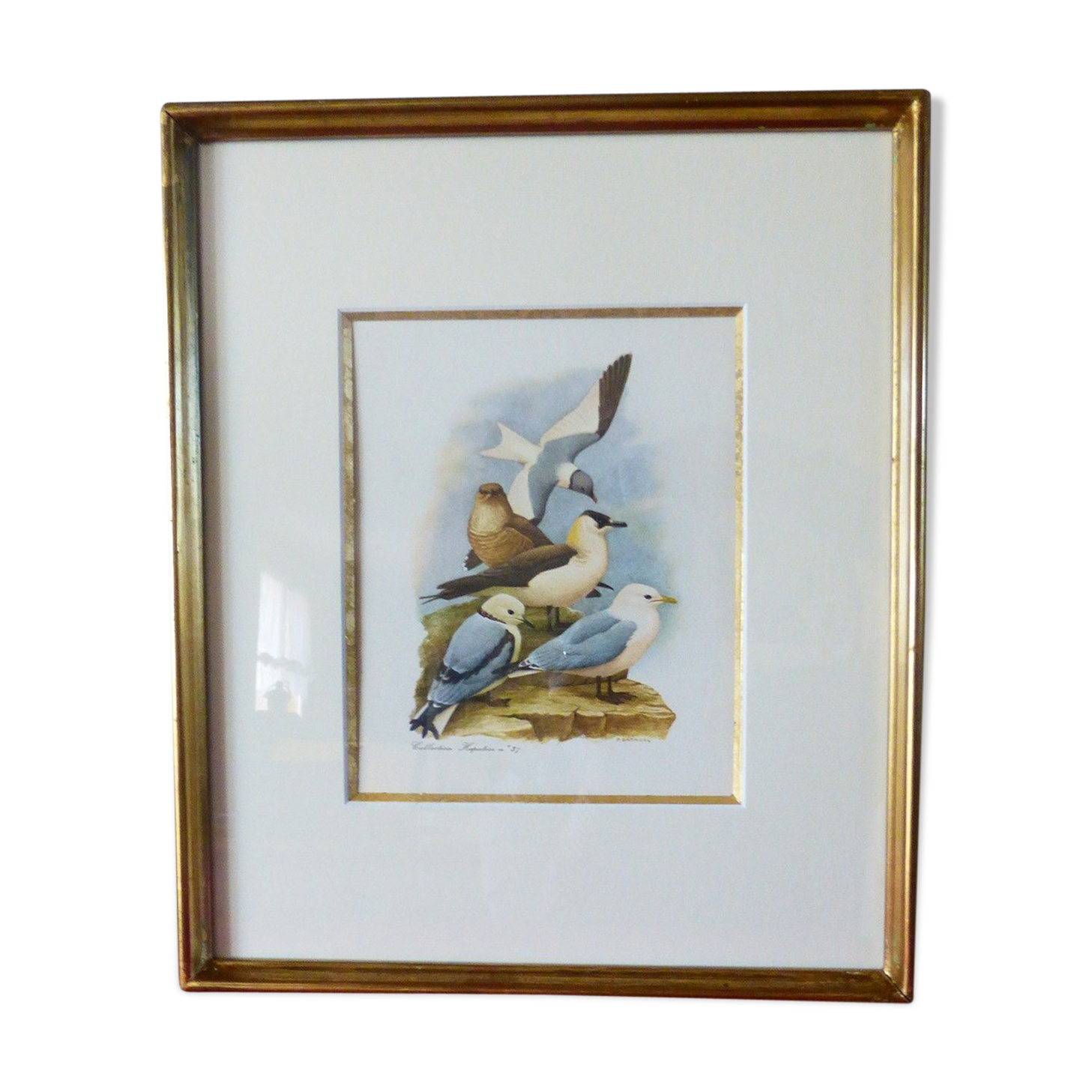 Birds - collection Hepatior N ° 37