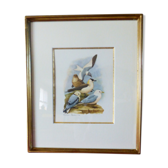 Birds - collection Hepatior N ° 37