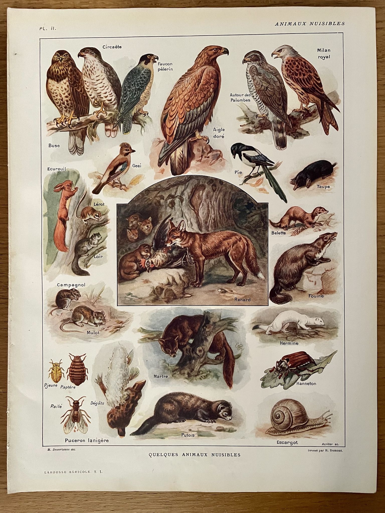 Lithographie sur les animaux utiles de 1911