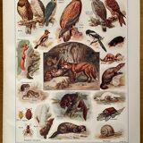 Lithograph on useful animals from 1911