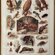 Lithographie sur les animaux utiles de 1911