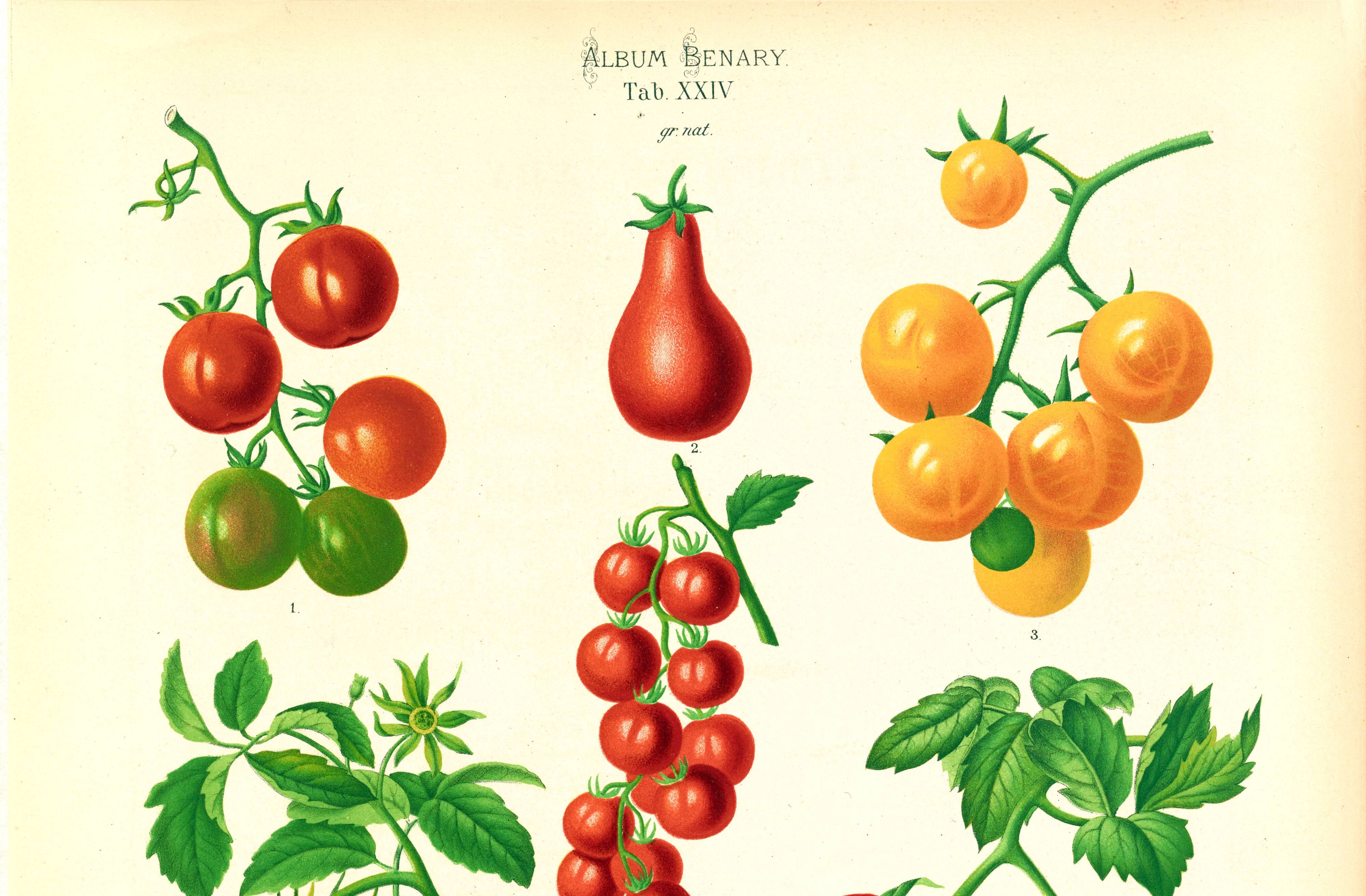 Poster on tomatoes, based on an old engraving from 1886.