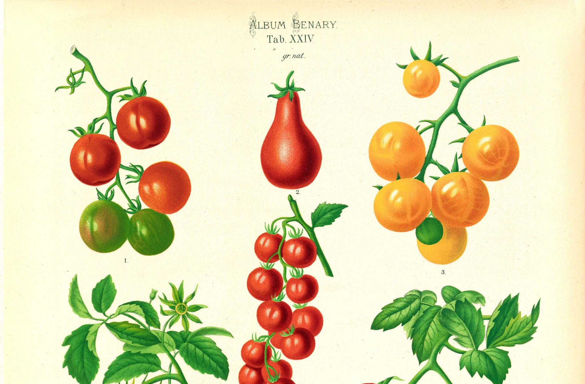 Affiche sur les tomates, d’après une gravure ancienne de 1886.