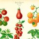 Poster on tomatoes, based on an old engraving from 1886.