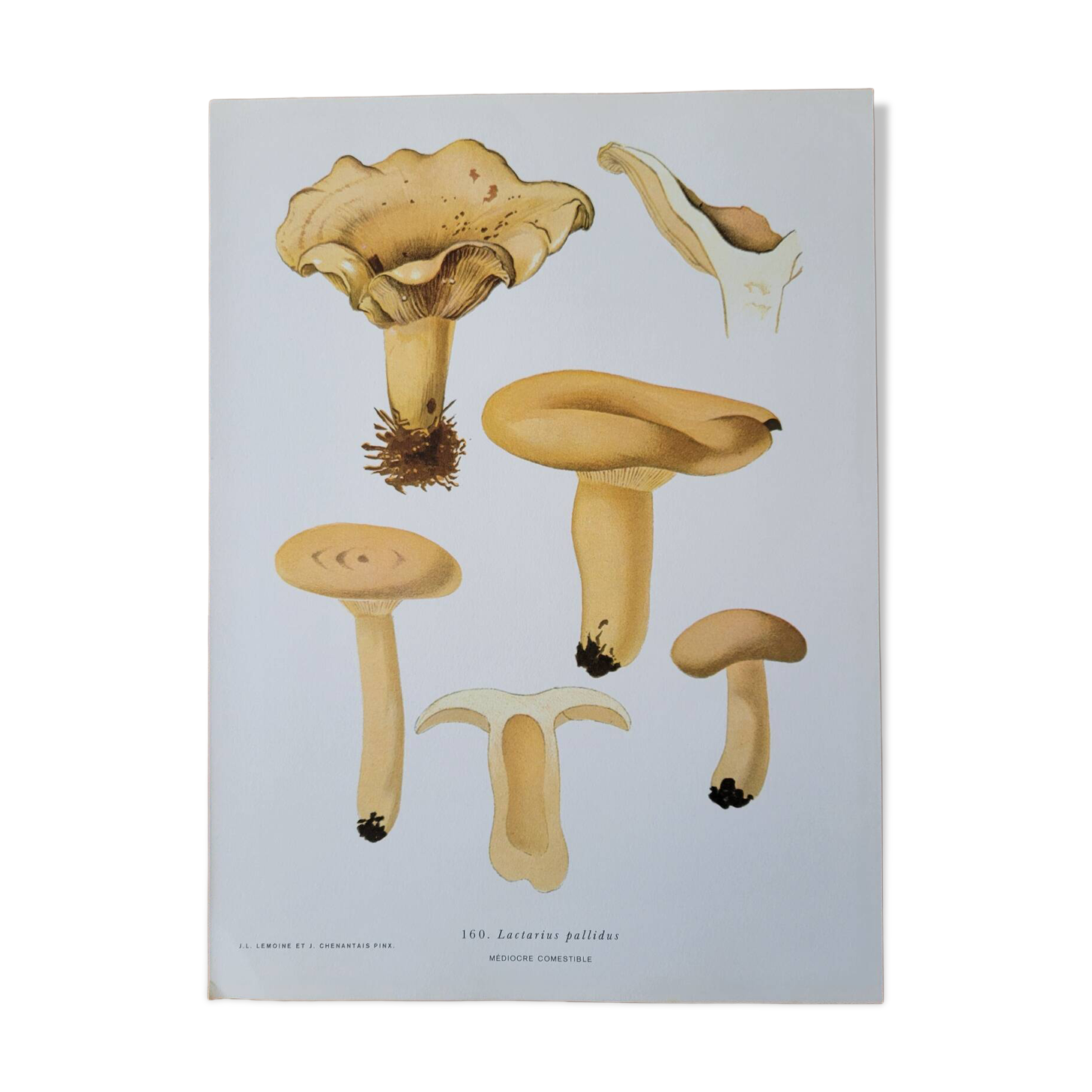 Planche lithographique champignon Lactaire, 1960