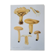 Planche lithographique champignon Lactaire, 1960