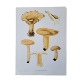 Planche lithographique champignon Lactaire, 1960