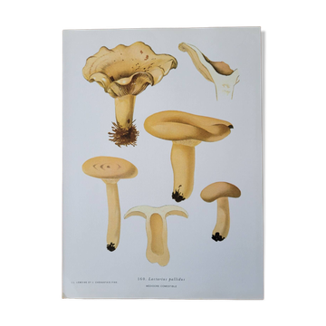 Lithographic plate mushroom Lactaire 1960