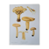 Planche lithographique champignon Lactaire, 1960