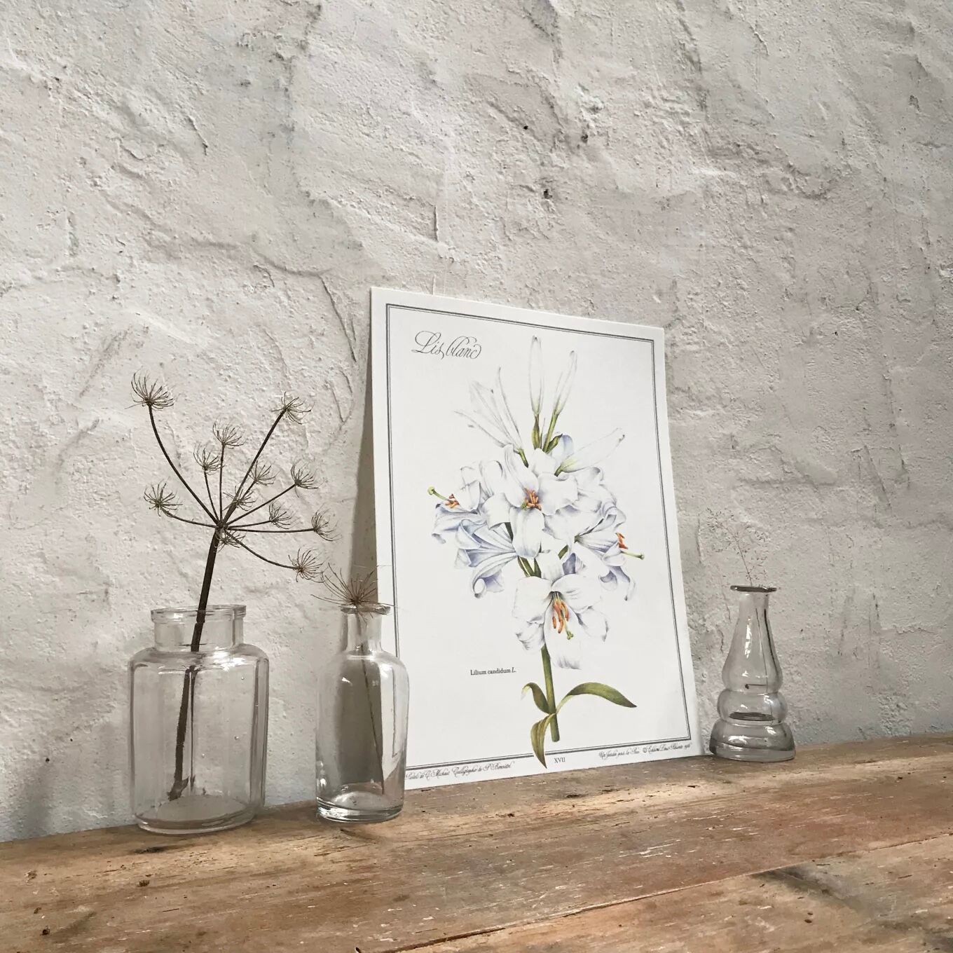 Botanical plate the white lily