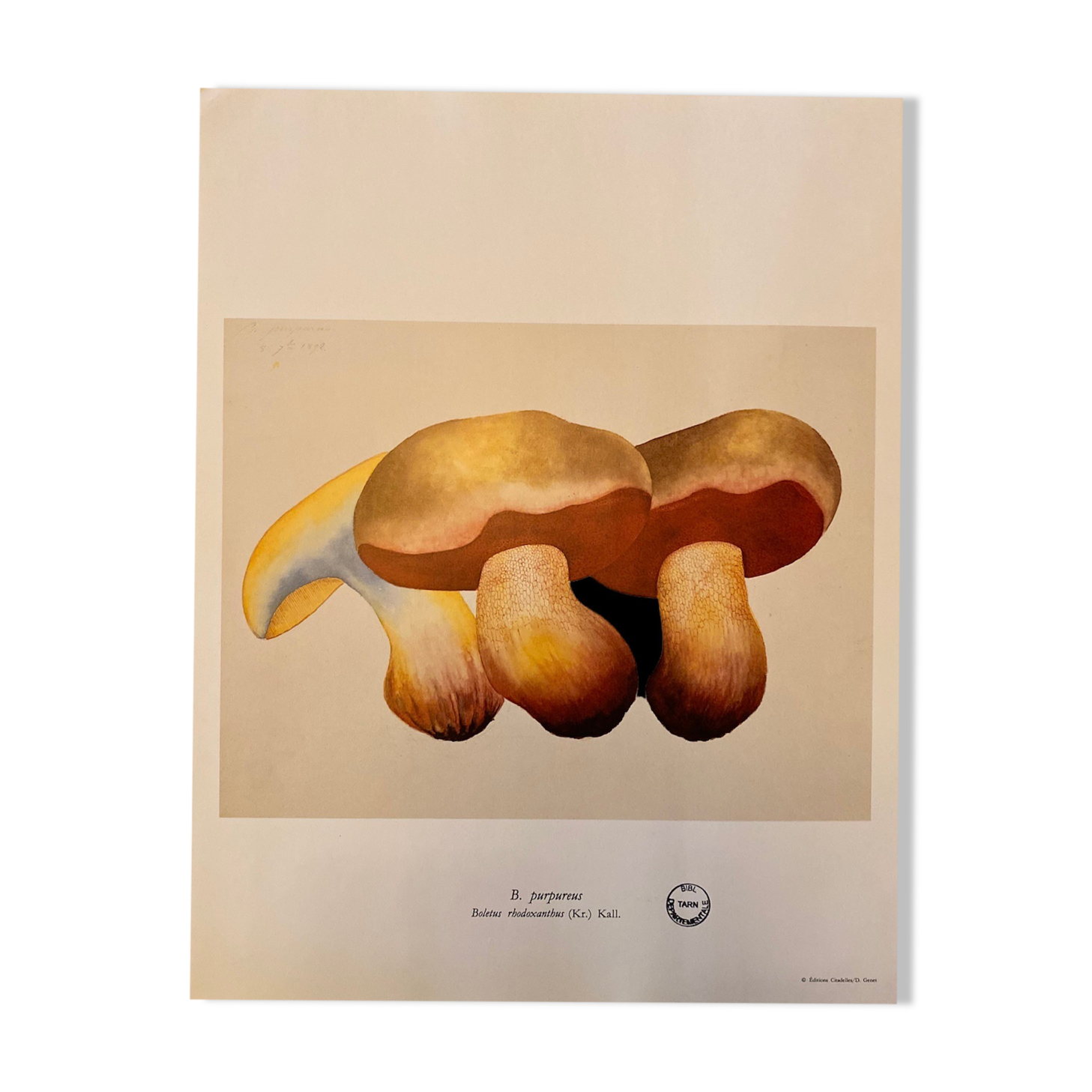 Illustration poster Pierre Joseph Redouté