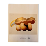 Illustration poster Pierre Joseph Redouté