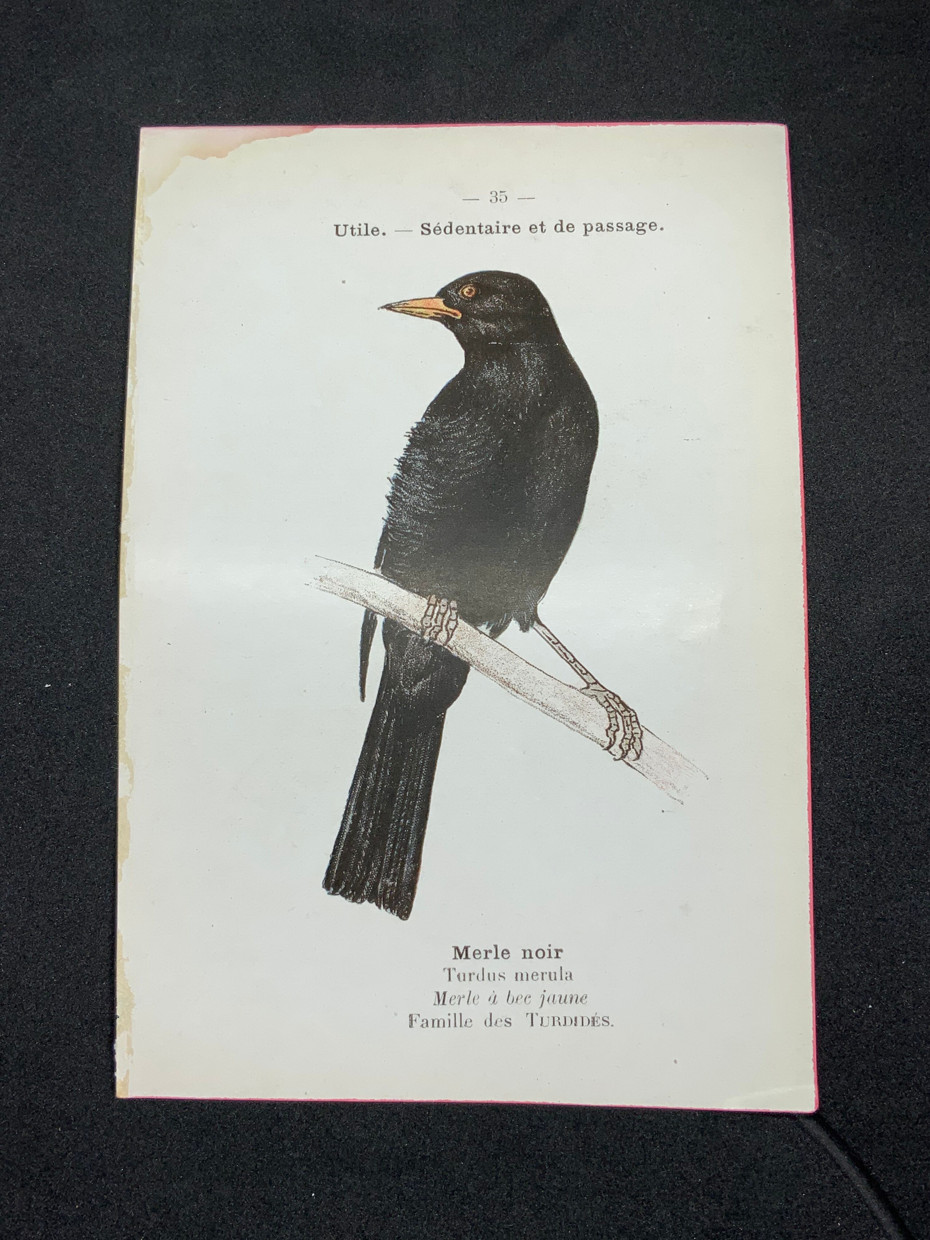 Planche naturaliste ancienne oiseaux gravure double face ouvrage 1908 G. Denise