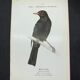 Planche naturaliste ancienne oiseaux gravure double face ouvrage 1908 G. Denise