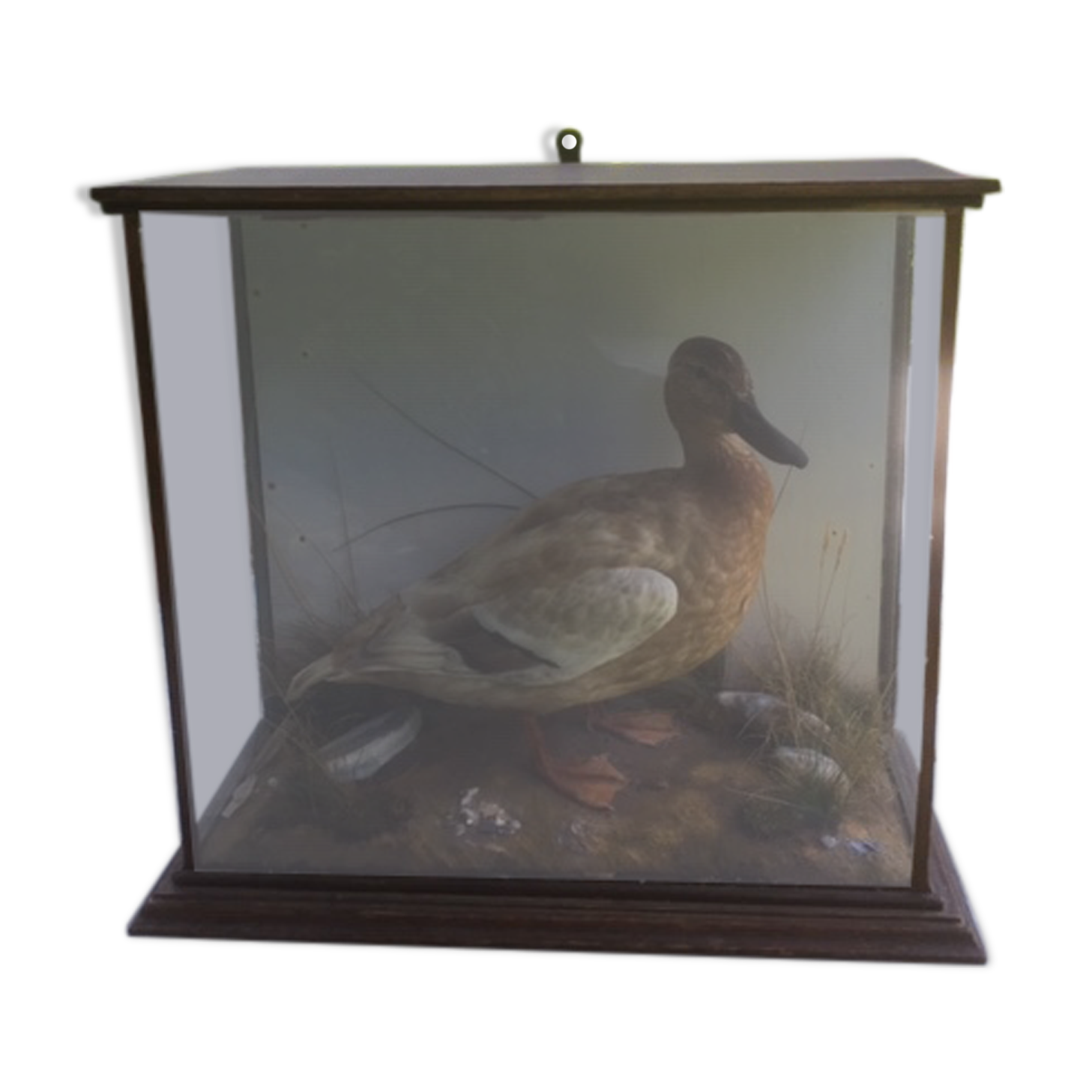 Taxidermy duck. Victorian showcase