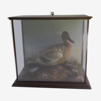 Taxidermy duck. Victorian showcase