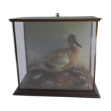 Taxidermy duck. Victorian showcase