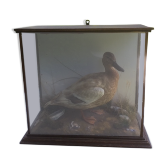 Taxidermy duck. Victorian showcase