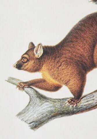 Bestiary plates from the Natural History Museum The possum