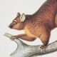 Bestiary plates from the Natural History Museum The possum