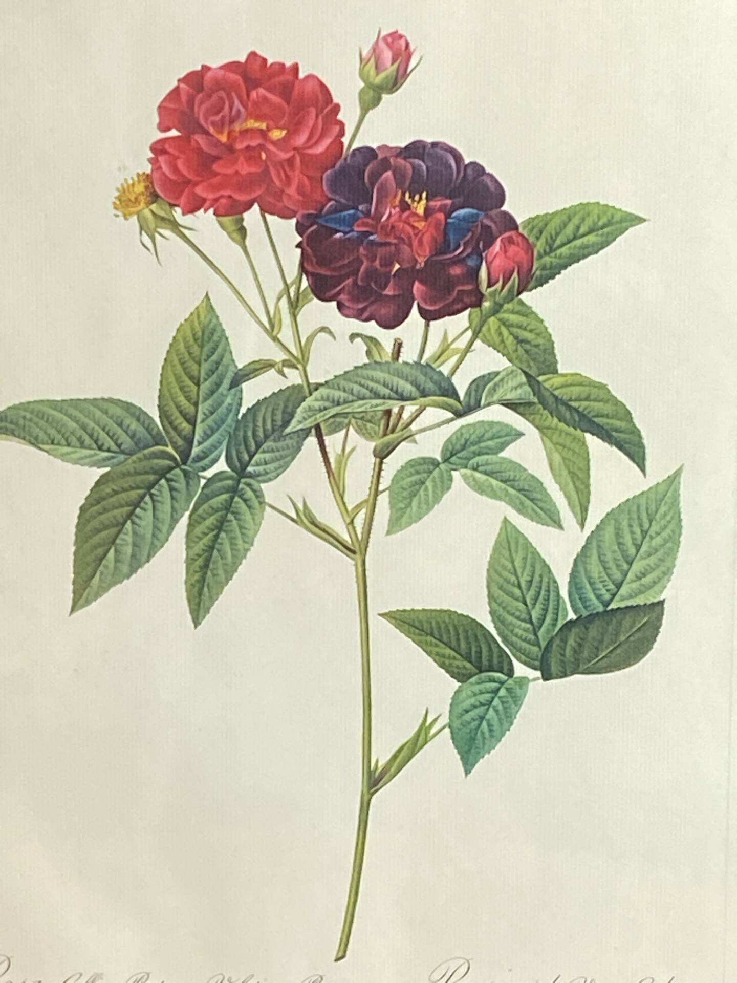 Botanical poster, Rose of Van Eden, P-J Redouté
