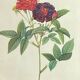 Botanical poster, Rose of Van Eden, P-J Redouté