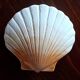 Ceramic shell 1960