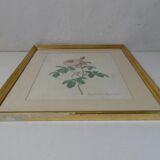 Old pink framed botanical engraving signed redouté